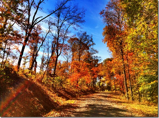 Birmingham Alabama Fall Colors