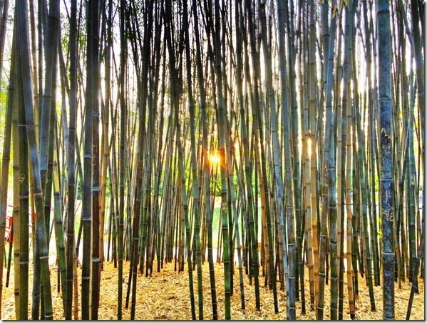 140401c Sunset Through the Bamboo