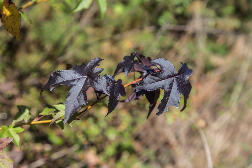 151110i-Black-Leaves