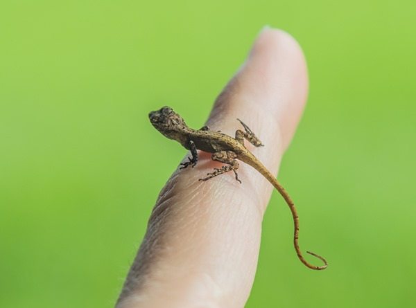 160918e-Tiny-Friend-Lizard